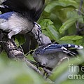 Feeding the baby jay 1